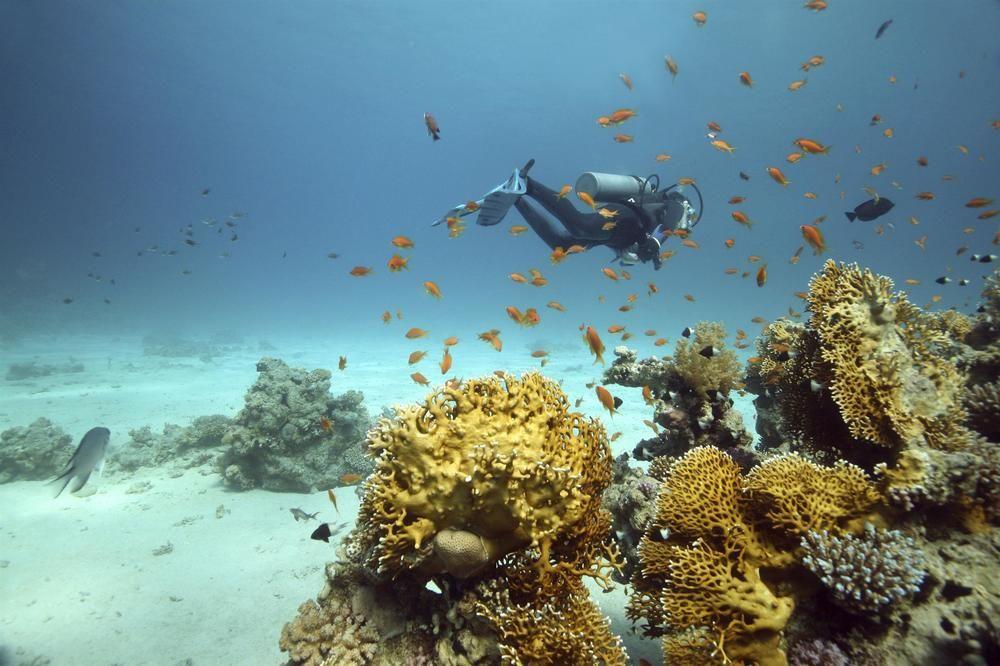เชอราตัน เจดดาห์ โฮเต็ล Hotel ภายนอก รูปภาพ Scuba diving in the Red Sea